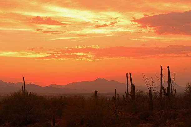 istock Sahuaro Sunset - Tucson, Arizona 1249058886