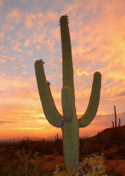 sahuaro sunset - tucson, arizona - sahuaro imagens e fotografias de stock