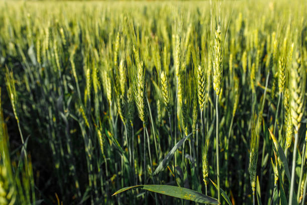 istock a field of wheat under a blue sky 1249059508