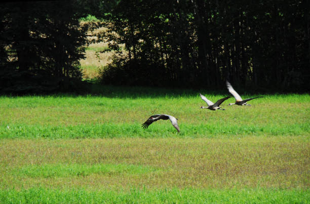 istock BIRDS- Alaska- Sandhill Cranes in Low Flight 1249064089