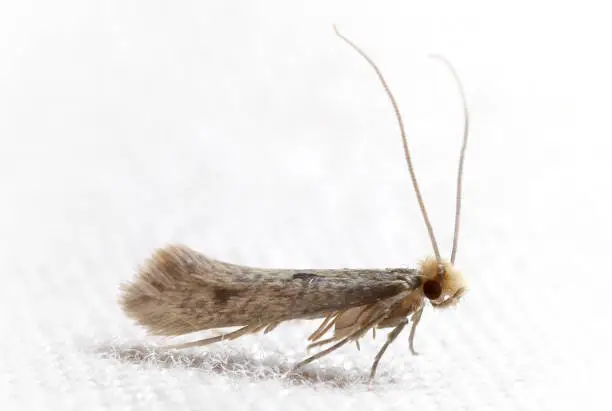 Profile view of a small brown and gray moth with long antennae and a stylish hairdo.  Caught in a light trap in San Diego County, Califirnia, USA