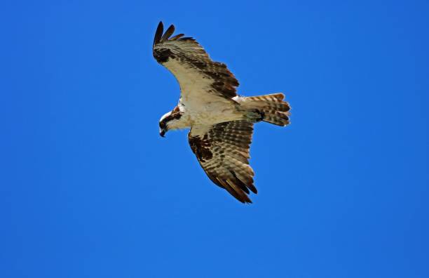 A Chill in the Air An osprey in flight against a bright blue Florida sky ding darling national wildlife refuge stock pictures, royalty-free photos & images