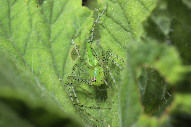 ゼラニウムの葉の女性の緑のオオヤマネコのクモ(プセチアのビリダン)(ペラルゴニウムsp. - viridans ストックフォトと画像