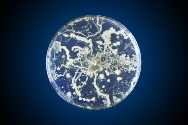 istock Bacteria growing in a petri dish 1249064439