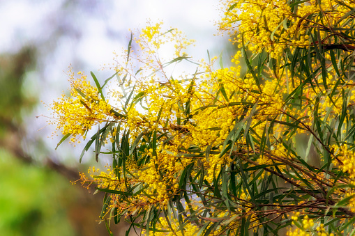 Blooming Acacia mearnsii also known as Black Wattle with ball-like round puffy creamy flowers