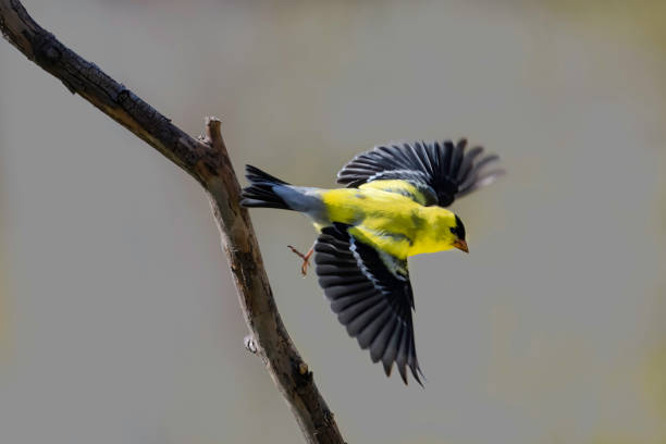 istock American Goldfinch 1249074935