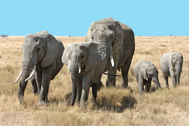 istock Elephants, Serengeti, Tanzania 1249075070