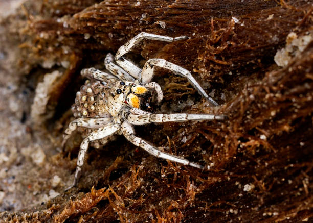 istock Female wolf spider carrying babies on her back 1249075103