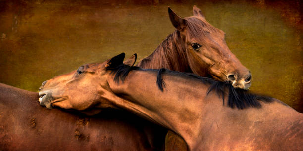 istock Two horses grooming each other with their teeth 1249075142