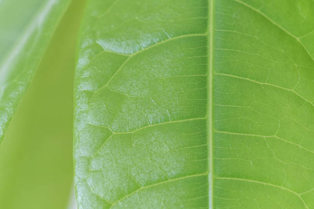 istock Closeup of a green leaf 1249075786