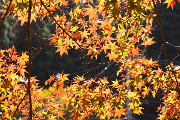 istock Autumn leaves of maple trees 1249076517