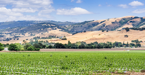Landscape in a rural area of South San Francisco Bay, with verdant agricultural field and mountains visible in the background; Gilroy, California