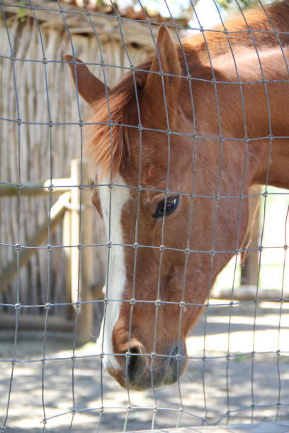 istock Side face of Brown Horse 1249077420