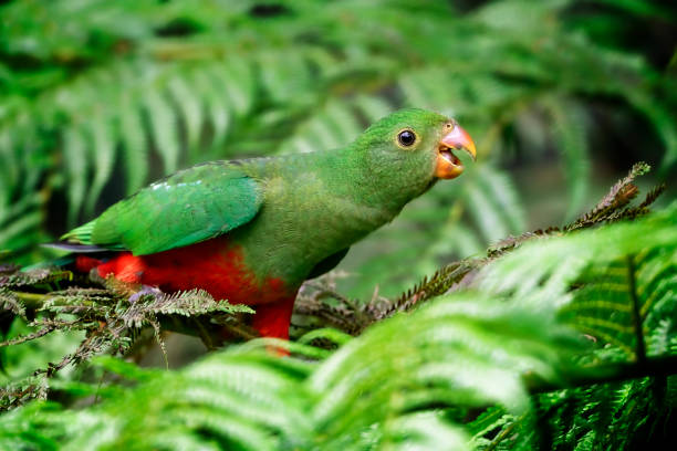Juvenile Male King Parrot (Alisterus scapularis) Young King Parrot perched in a tree fern green parakeet stock pictures, royalty-free photos & images
