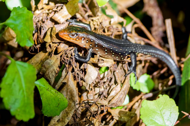 istock Baby Land Mullet Lizard 1249077515