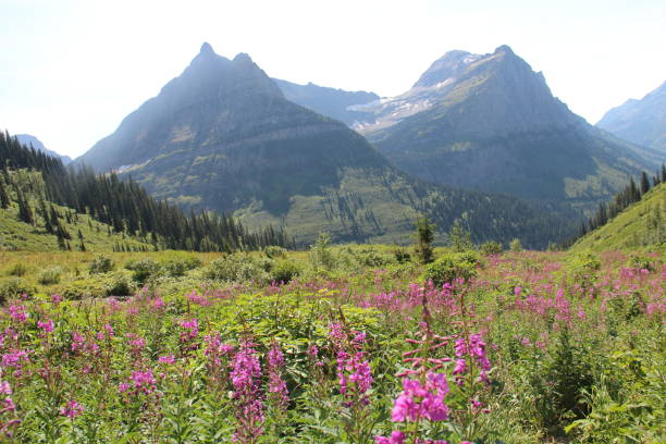 istock Wilds Flowers and Mountains 1249078160
