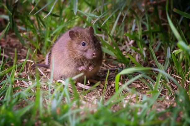 Australian native Bush Rat stock photo