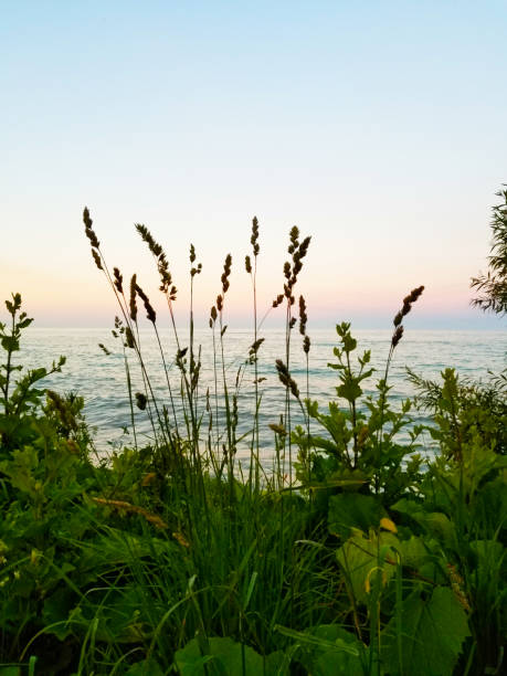 istock Plants growing by the lake during the summer 1249080359