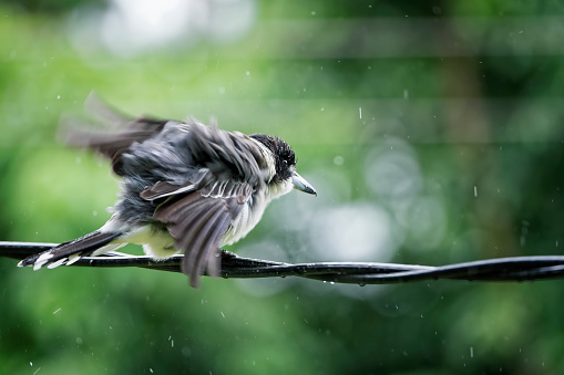 Grey butcher bird perched on a wire in the rain