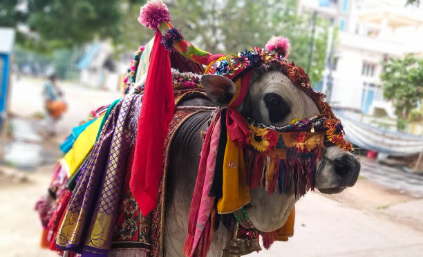 istock An Ox is arranged by many a garments, ornaments and clothes. 1249081237