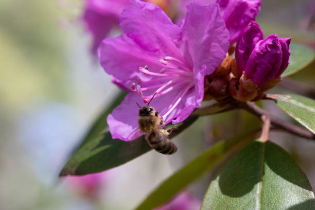Honey Bee Pollinating a Pink Azalea