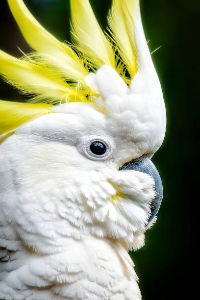 Cacatua galerita close up