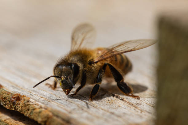 istock Honey Bee Close-Up Looking Right At The Camera 1249085802