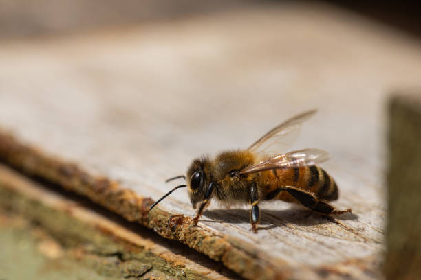 istock Honey Bee Close-Up Looking Right At The Camera 1249085807