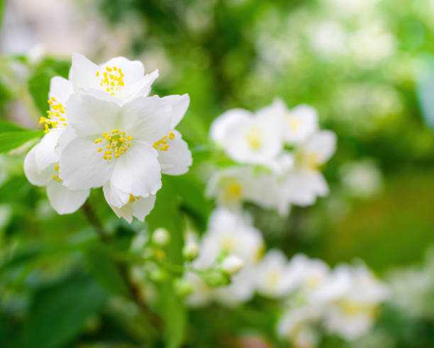 istock Twig with white jasmine flower in spring 1249085907