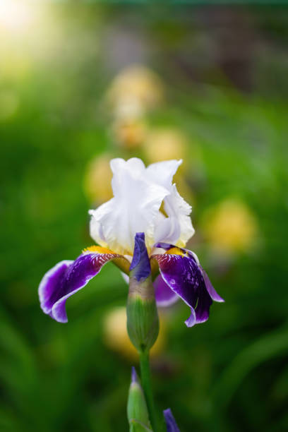 istock Blooming violet iris on a summer day outdoors 1249085945