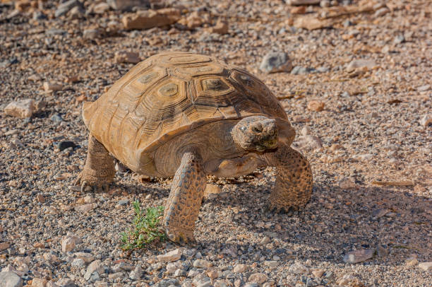Image of a Desert Tortoise shown walking by a roadside in Death Valley National Park.