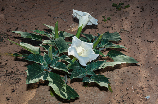 Jimson Weed or Sacred Datura, Datura wrightii, Red Rock Canyon National Conservation Area, Nevada, Mojave Desert, White Flower, Solanaceae Family,