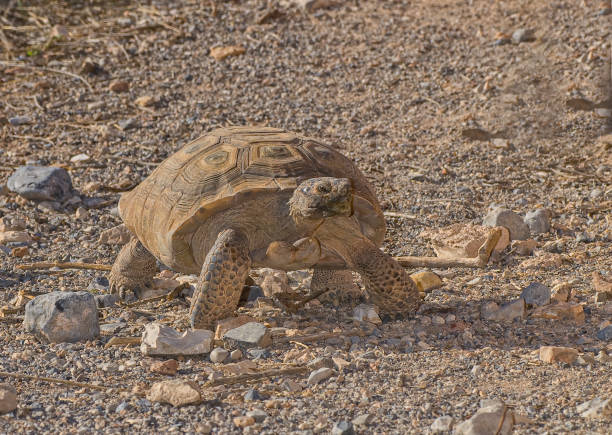 istock Desert Tortoise, Gopherus agassizi, Red Rock Canyon Conservation Area, Nevada, Mojave Desert, Reptilia, Testudines, Testudinidae, Dry environment animal, desert habitat; native; 1249088659