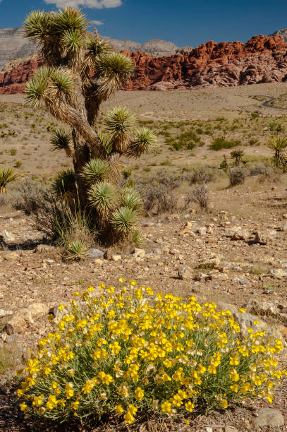 Whitestem Paper Flower, Psilostrophe cooperi, and Joshua Tree, Yucca brevifolia, Calico Hills, made up of Red Aztec Sandstone, also called Navaho Sandstone, 180 million year old, Iron bearing minerals cause the red color, Red Rock Canyon National Conservation Area, Nevada, Mojave Desert, Cross Bedding of the Sandstone, Mesozoic Age, Mesozoic era, Sedimentary rock flor de papel de acero blanco, psilostrophe cooperi, y joshua tree, yucca brevifolia, colinas de calico, compuesta por piedra arenisca azteca roja, también llamada piedra arenisca navaho, 180 millones de años de edad, minerales con rodamientos de hierro