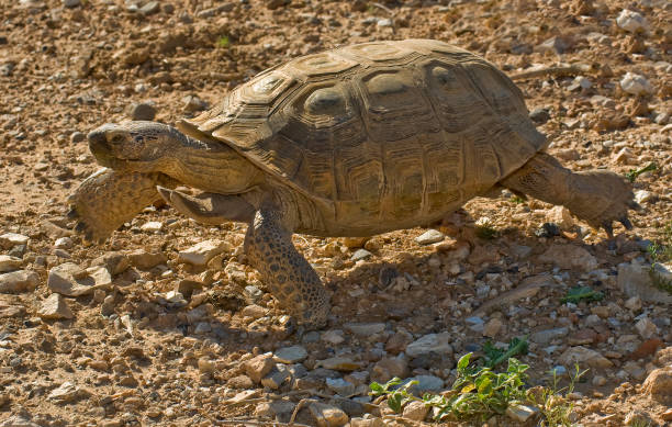 tartaruga del deserto, gopherus agassizi, red rock canyon conservation area, nevada, deserto del mojave, reptilia, testudines, testudinidae, animale dell'ambiente secco, habitat del deserto; nativo; - desert tortoise foto e immagini stock