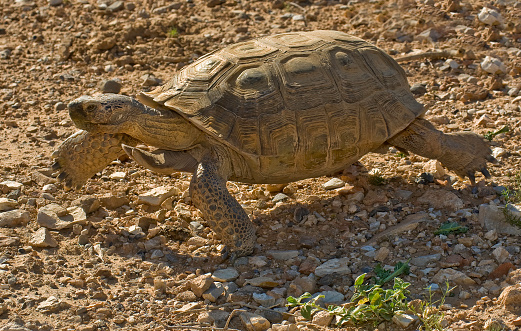 Desert Tortoise, Gopherus agassizi, Red Rock Canyon Conservation Area, Nevada, Mojave Desert, Reptilia, Testudines, Testudinidae, Dry environment animal, desert habitat; native;