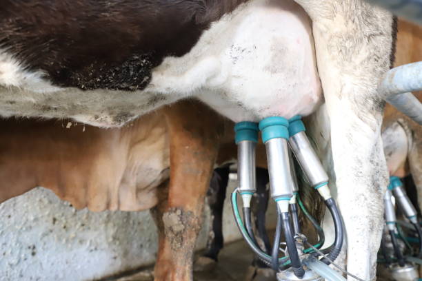istock Cow milking facility, modern mechanized milking equipment. 1249089892