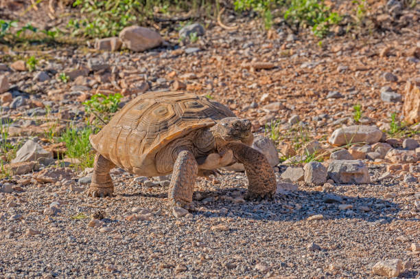 istock Desert Tortoise, Gopherus agassizi, Red Rock Canyon Conservation Area, Nevada, Mojave Desert, Reptilia, Testudines, Testudinidae, Dry environment animal, desert habitat; native; 1249089931