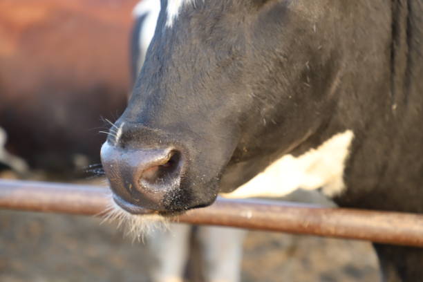 istock Cow milking facility, modern mechanized milking equipment. 1249090033