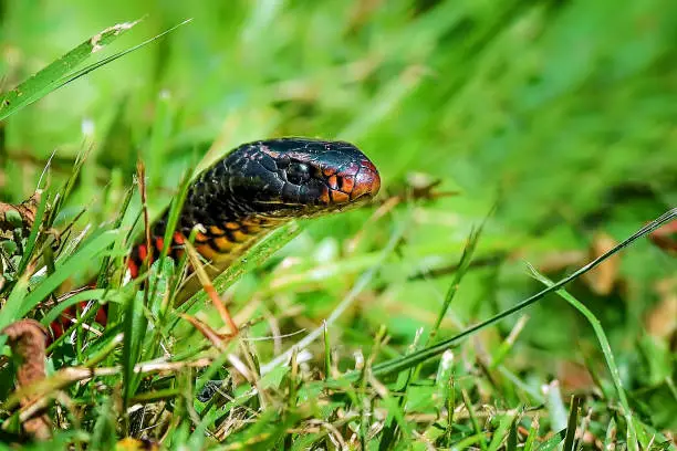 Photo of Red Bellied Black Snake