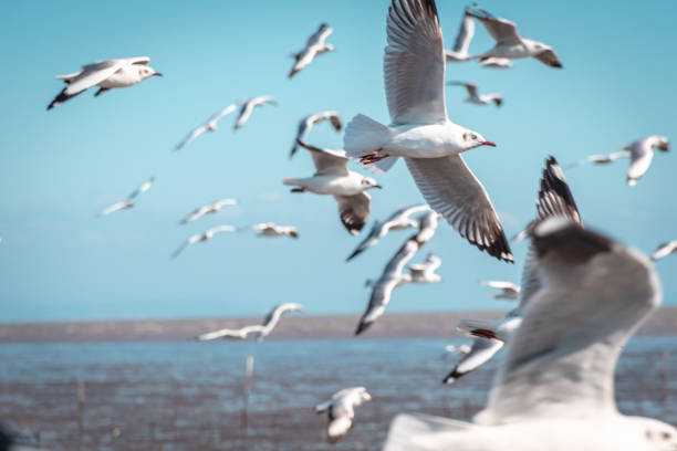 istock Scenic View of Seagulls Flying Above Sea 1249090968
