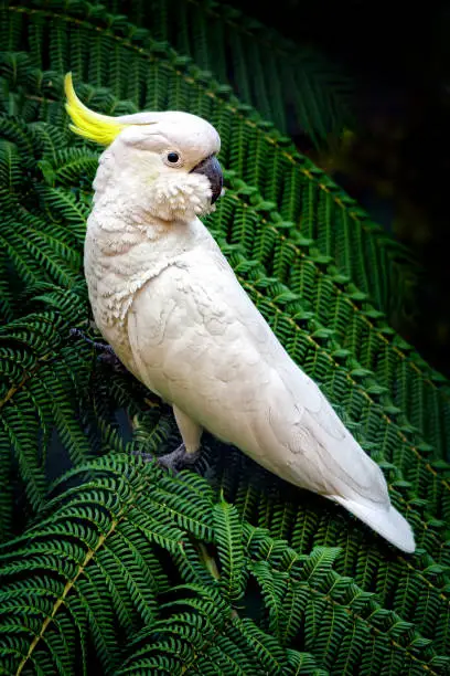 Cacatua galerita perched in a tree fern