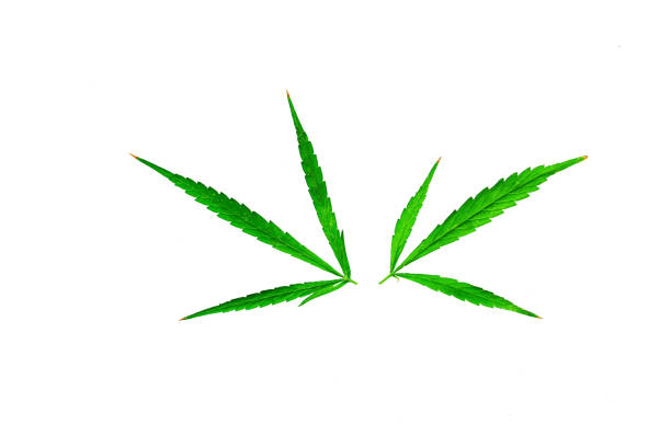 istock One green cannabis leaf There are many small 1249092236