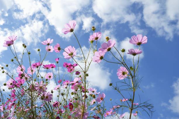 istock Cosmos flowers in a field in autumn. 1249092948