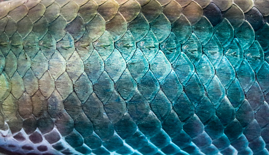 Scales of the Amazon snakehead fish Which has a large, light brown color, light blue With shiny scales Used as an illustration and as a background imag