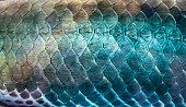 Scales of the Amazon snakehead fish Which has a large