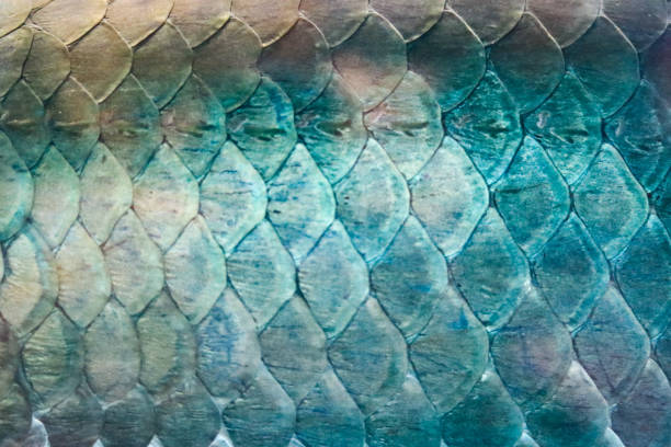 istock Scales of the Amazon snakehead fish Which has a large 1249093131