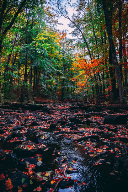 istock Colorful Autumn Forest Trees and Leaves 1249094152