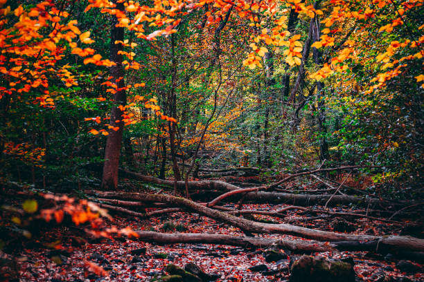 istock Colorful Autumn Forest Trees and Leaves 1249094697
