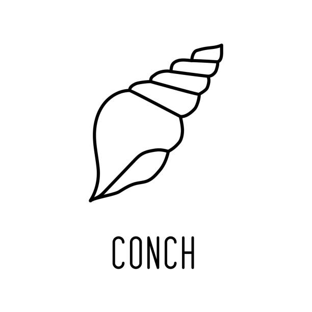 Conch line icon vector art illustration